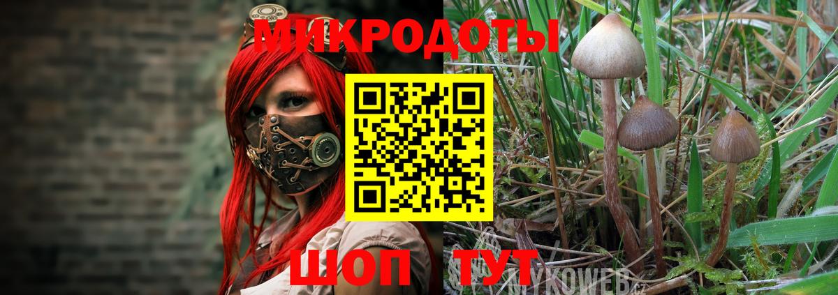 Павлово  купить  сайты  Вход с VPN  Псилоцибиновые грибы Psilocybe 